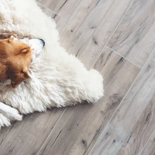 Pet perfect flooring | Discount Carpet Warehouse